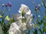 Душистый горошек :: Мамин сад – Цветочный калейдоскоп
