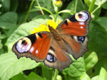 Бабочка Павлиний глаз на календуле :: Мамин сад – Цветочный калейдоскоп