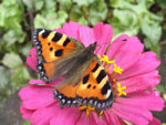 Бабочка Крапивница на циннии :: Мамин сад – Цветочный калейдоскоп