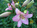 Лилия :: Мамин сад – Цветочный калейдоскоп