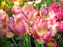 Пёстрые тюльпаны :: Мамин сад – Цветочный калейдоскоп