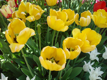 Жёлтые тюльпаны :: Мамин сад – Цветочный калейдоскоп