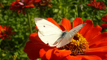 Бабочка Белянка на красной циннии :: Мамин сад – Цветочный калейдоскоп