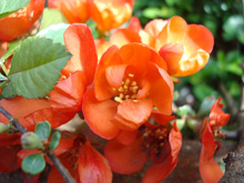 Айва японская :: Мамин сад – Цветочный калейдоскоп