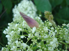 Бутон вьюнка, купающийся в белой гортензии :: Мамин сад – Цветочный калейдоскоп