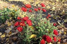 Хризантемы :: Мамин сад – Цветочный калейдоскоп