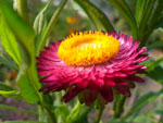 Сухоцвет «Вишнёвый с медовой начинкой» :: Мамин сад – Цветочный калейдоскоп