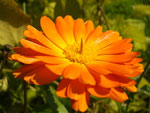Календула «Солнечные часы» :: Мамин сад – Цветочный калейдоскоп