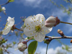 Цветущая вишня :: Мамин сад – Цветочный калейдоскоп