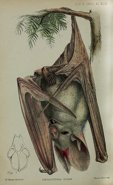 Австралийский ложный вампир (летучая мышь) :: из коллекции Зоологического общества Лондона, 1880 год