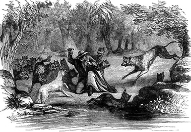Схватка с койотами :: гравюра из книги «Всадник без головы», 1869 год