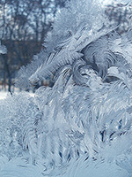 Перья диковинной птицы (о морозных узорах и царапинах на стекле) :: январь 2006 года, г. Курск