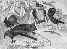 Водяная ночница (летучие мыши) :: гравюра из книги Альфреда Брема «Жизнь животных», 1927 год