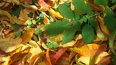 Изумрудное кружево листочков чистотела на янтарно-медовом покрывале из листьев персика
