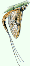 Подёнка обыкновенная в крылатой фазе: субимаго