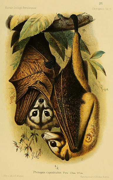 Летучая лисица Бисмарка (летучая мышь) :: из коллекции Берлинского музея естествознания, 1899 год