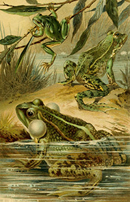 Обыкновенная квакша, Съедобная лягушка, Озёрная лягушка :: на переднем плане Озёрная Лягушка