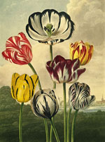 Тюльпаны (Tulips), Филипп Рейнегл
