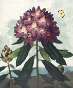 Рододендрон понтийский (The Pontic Rhododendron), Филипп Рейнегл, 1801 г.