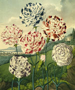 Пёстрые гвоздики (A Group of Carnations Dianthus caryophyllus), Филипп Рейнегл