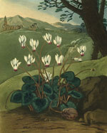 Цикламен персидский (Cyclamen persicum), Филипп Рейнегл