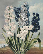 Гиацинты (Hyacinths), Филипп Рейнегл