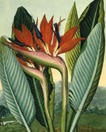 Стрелиция королевская (Strelitzia reginae), Филипп Рейнегл