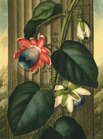 Пассифлора красная (Winged Passion Flower), Филипп Рейнегл