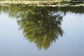 Отражения в воде, река Сейм (в омут с головой) :: Пригороды Курска, июнь 2009 года