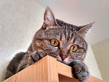 Зоркий глаз :: Наш кот Шмель