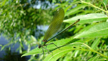 Блестящая красотка: самка (зелёная стрекоза) :: на листочках любимой ивы