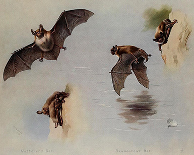 Ночница Наттерера и Водяная ночница (летучие мыши) :: Арчибальд Торберн, 1920 год
