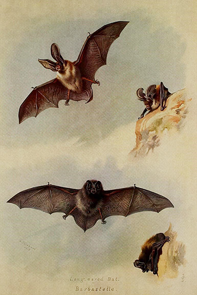 Бурый ушан и Европейская широкоушка (летучие мыши) :: Арчибальд Торберн, 1920 год