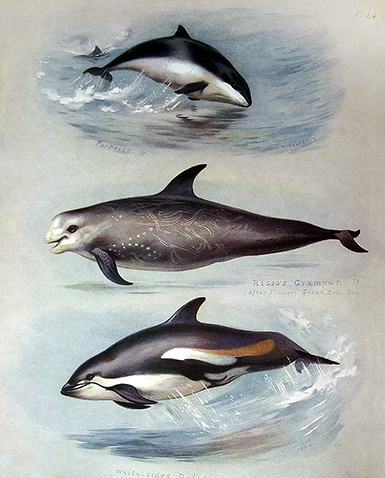Морская свинья, Серый дельфин, Белобокий дельфин :: Арчибальд Торберн, 1920 год