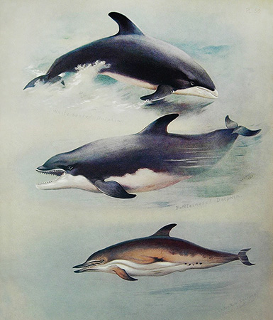 Беломордый дельфин, Бутылконосый дельфин (Афалина), Обыкновенный дельфин :: Арчибальд Торберн, 1920 год