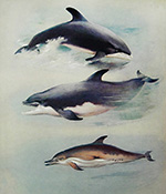 Беломордый дельфин, Афалина, Обыкновенный дельфин :: Арчибальд Торберн, 1920 год