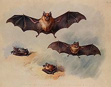 Большой и Малый подковонос (летучие мыши) :: Арчибальд Торберн, 1920 год