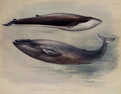 Голубой кит :: Арчибальд Торберн, 1920 год