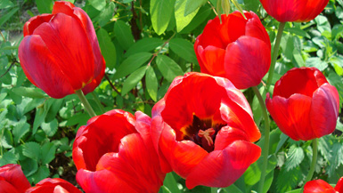 Роскошные красные тюльпаны :: Мамин сад :: Чудесные гости из далёкого Ирана