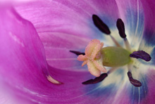 Тюльпан :: Цветочное ассорти «Внутри цветка»