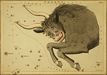 Созвездие Тельца (Taurus) :: Зеркало Урании (Urania's mirror), 1824 год