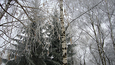 Зима в Курске, февраль 2008 года (Зимний пейзаж :: Иней)