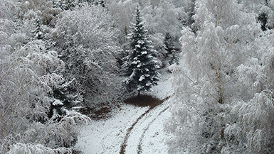 Зима в Курске, декабрь 2009 года (Зимний пейзаж :: Иней)