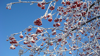 Горькая рябина в сахарном инее :: Зима в Курске, январь 2009 года (фотообои: разрешение экрана – 1920х1080)