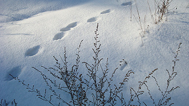 Кошкины следы ;-) февраль 2010 года (Зимний пейзаж :: Иней)